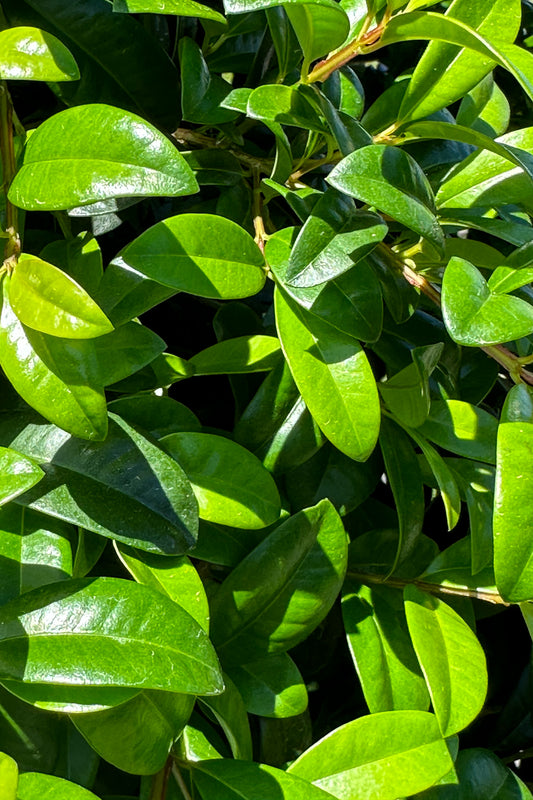 Syzygium Australe ‘Straight & Narrow’ Lilly Pilly Tight Glossy Green Leaf