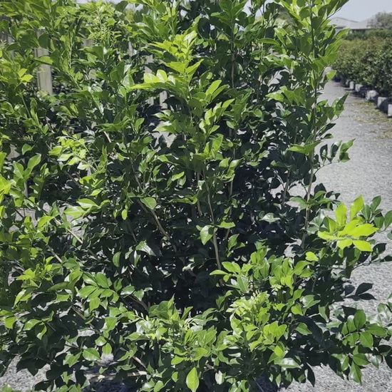 Murraya Paniculata 'Mock Orange' Video