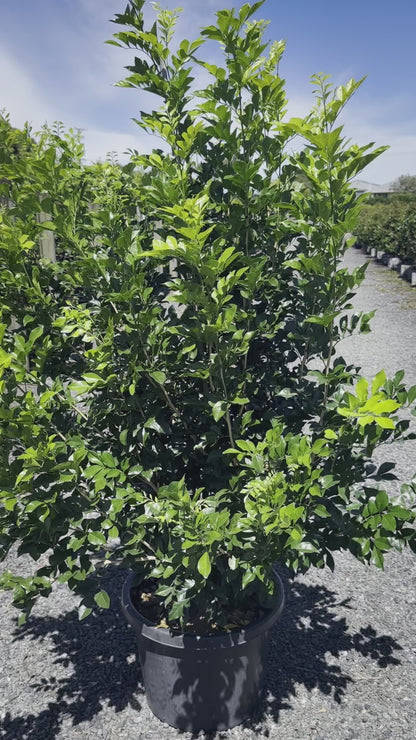 Murraya Paniculata 'Mock Orange' Video