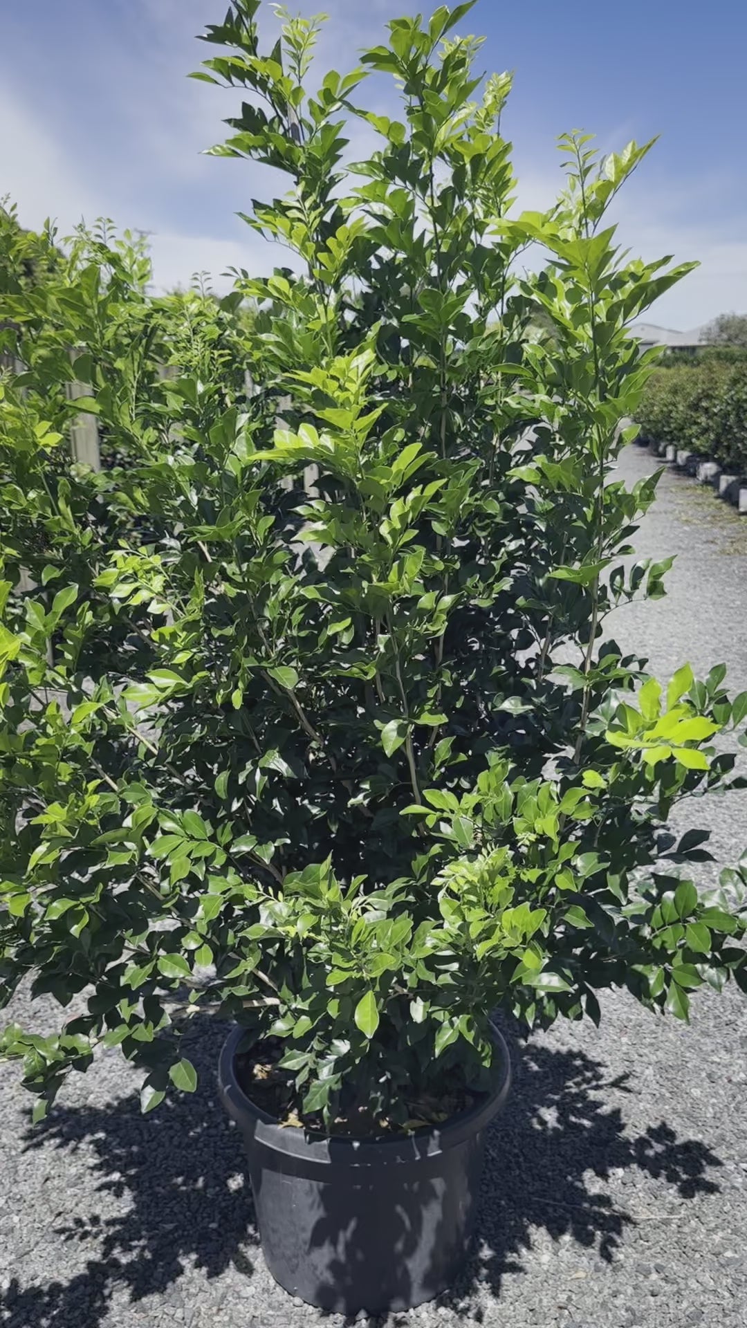 Murraya Paniculata 'Mock Orange' Video