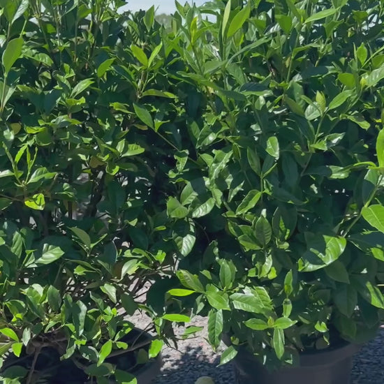 Gardenia Jasminoides ‘Magnifica’ Hedge ofTrees Video
