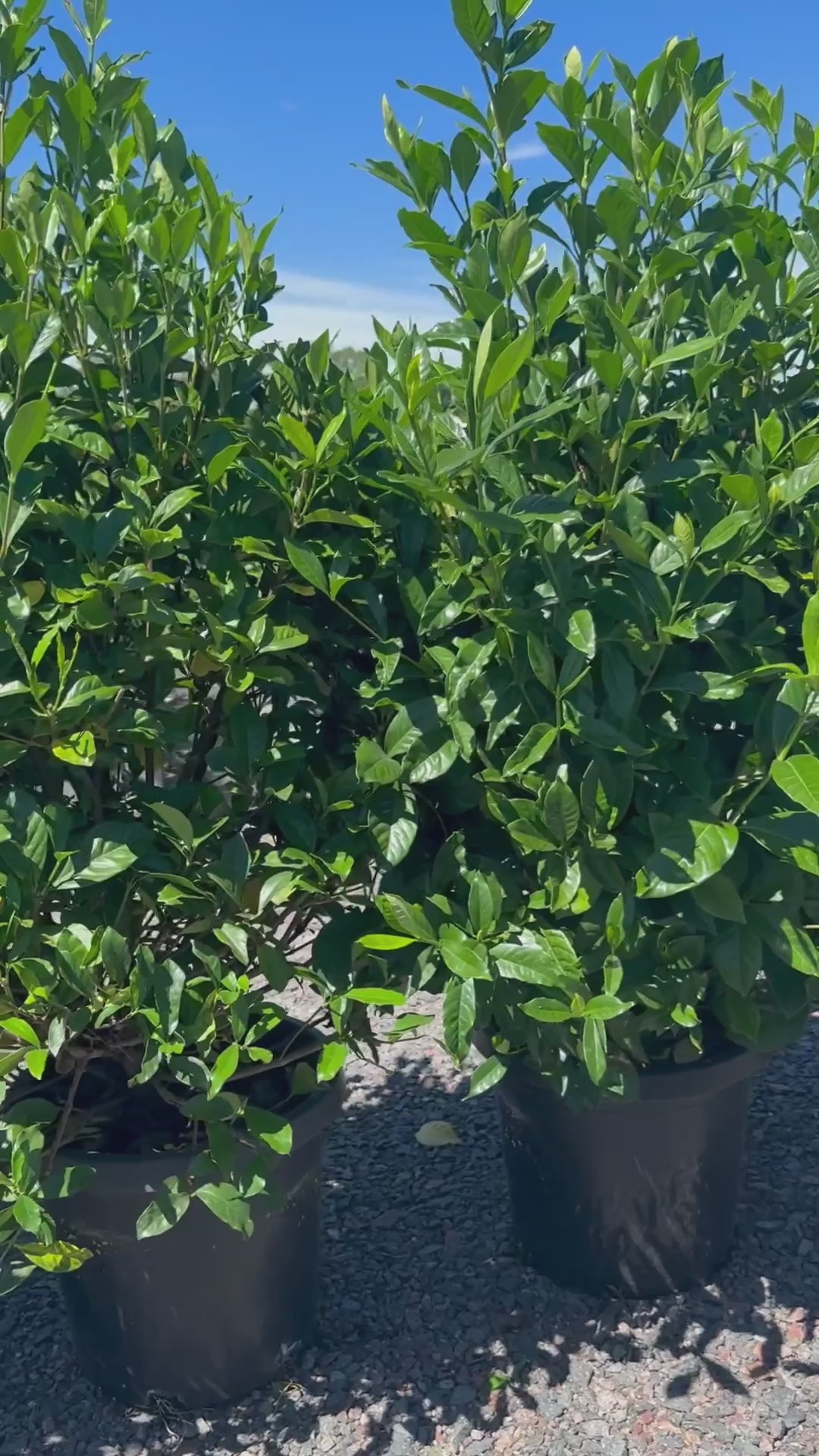 Gardenia Jasminoides ‘Magnifica’ Hedge ofTrees Video